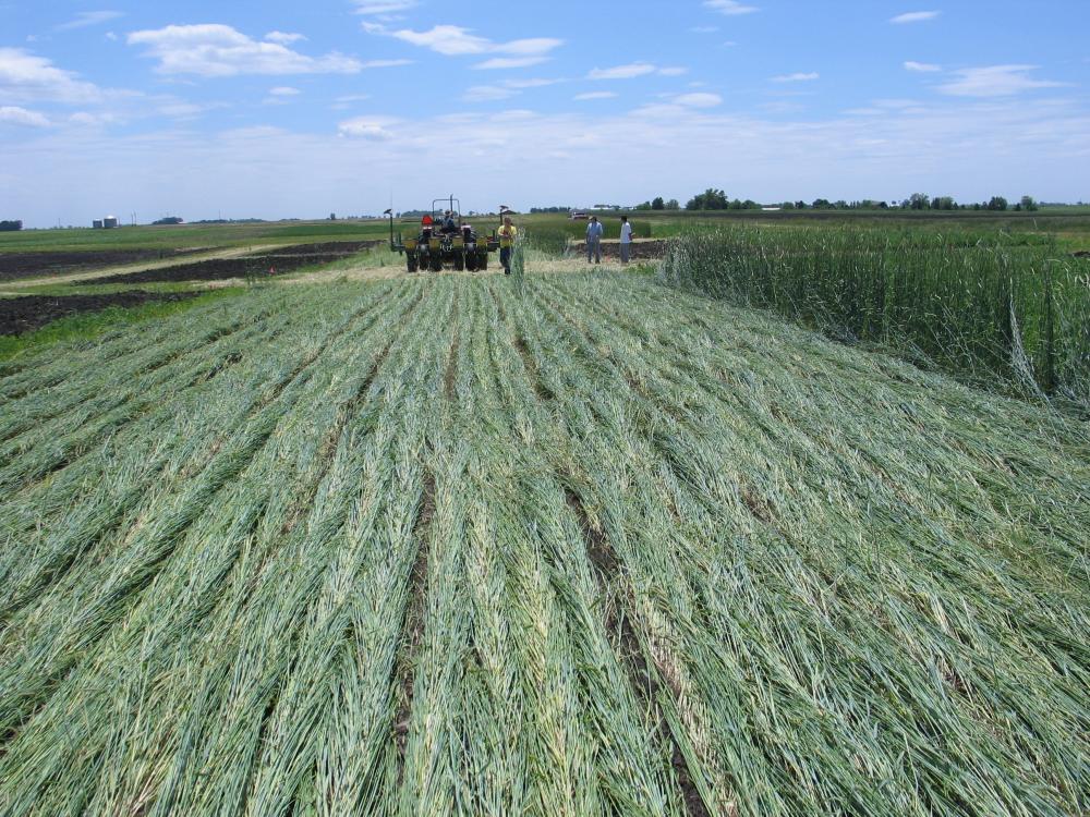 Organic NoTill Grain Production in the Midwest eXtension